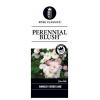 Treurroos op stam (rosa "Perennial Blush"®)