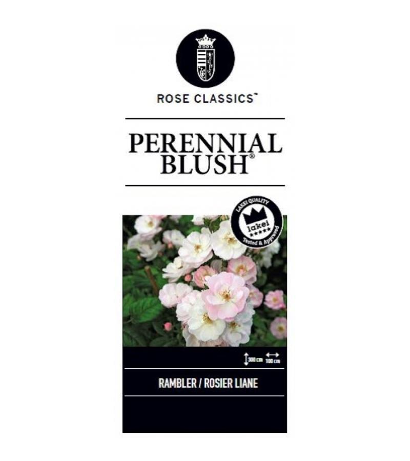 Treurroos op stam (rosa "Perennial Blush"®)