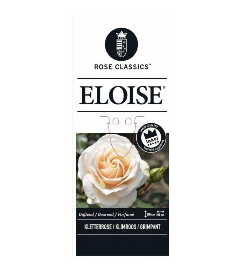 Klimroos (rosa "Eloise"®)