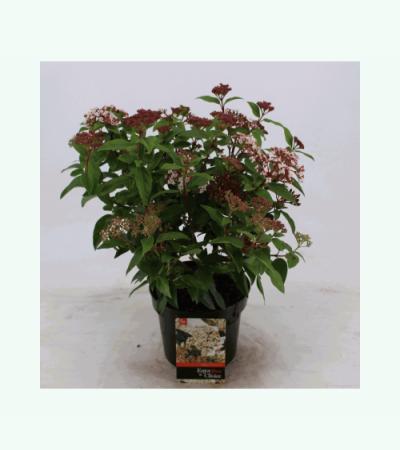 Sneeuwbal (Viburnum tinus) heester