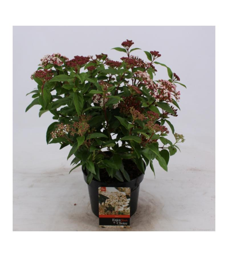 Sneeuwbal (Viburnum tinus) heester