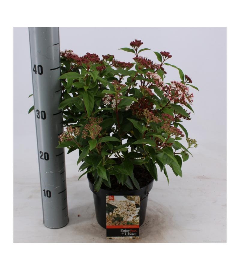 Sneeuwbal (Viburnum tinus) heester