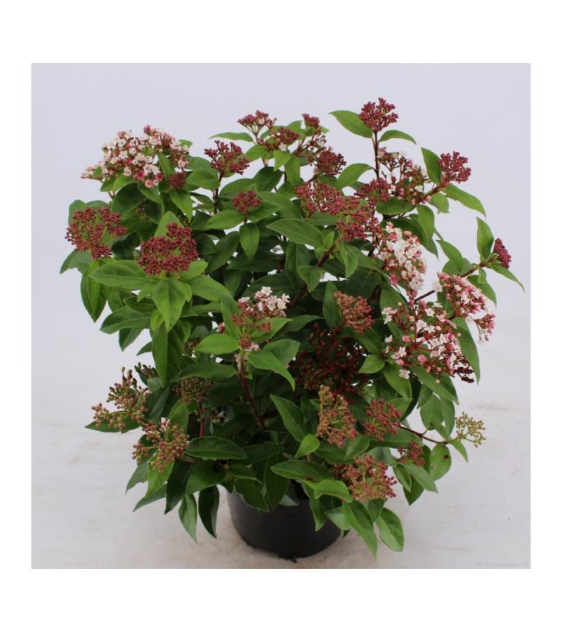 Sneeuwbal (Viburnum tinus) heester