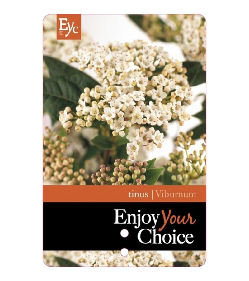 Sneeuwbal (Viburnum tinus) heester