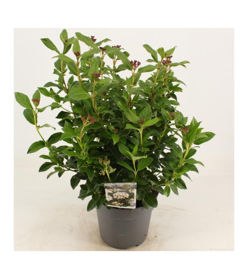 Sneeuwbal (Viburnum tinus) heester