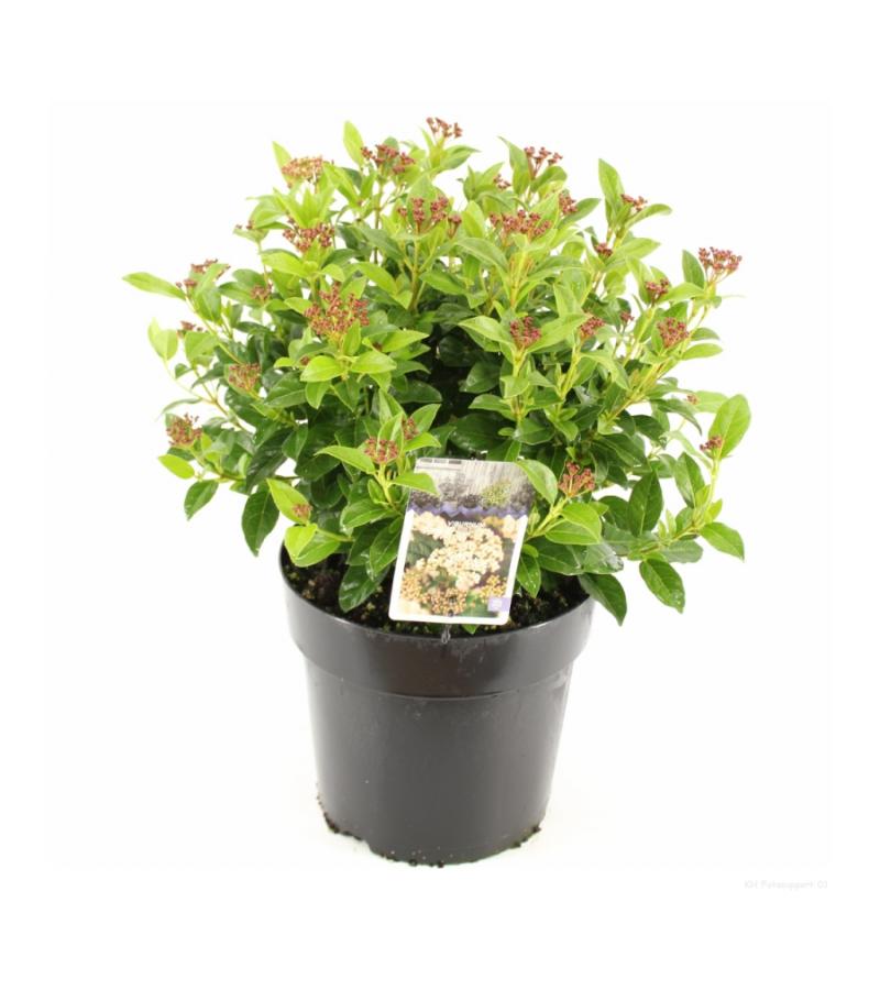 Sneeuwbal (Viburnum tinus) heester