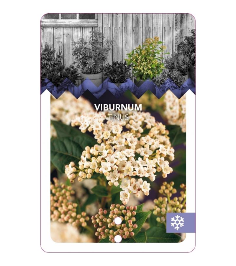 Sneeuwbal (Viburnum tinus) heester