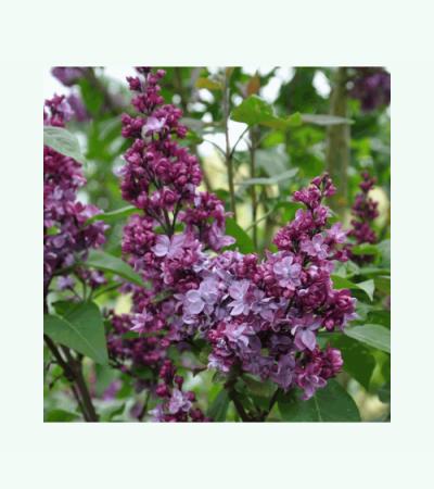 Sering (syringa vulgaris "Adelaide Dunbar") 