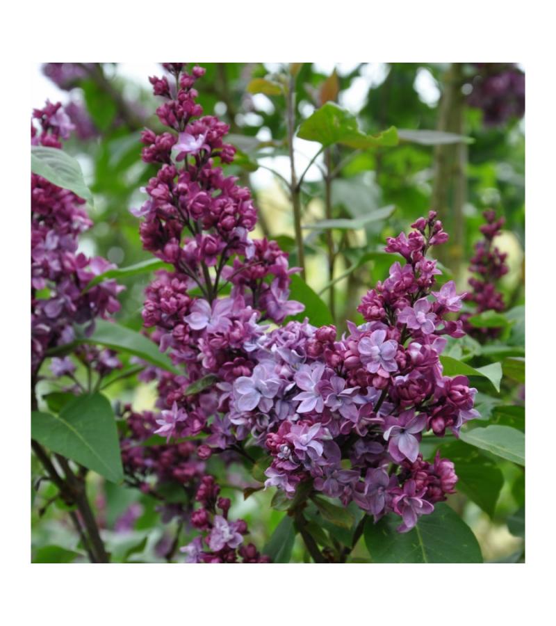 Sering (syringa vulgaris "Adelaide Dunbar") 