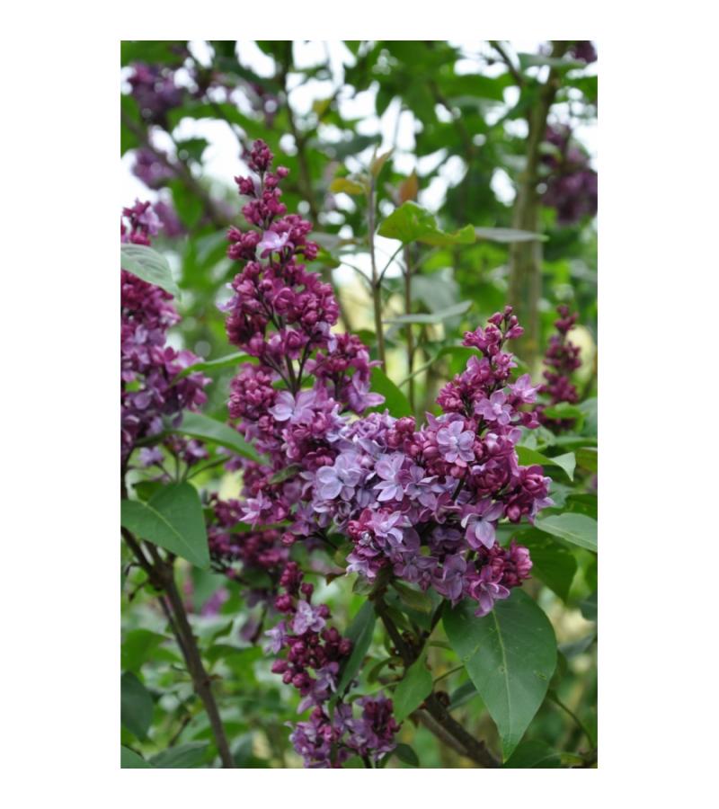 Sering (syringa vulgaris "Adelaide Dunbar") 