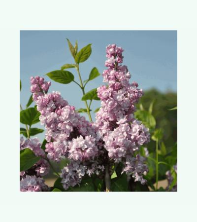 Sering (syringa vulgaris "Duc de Massa")