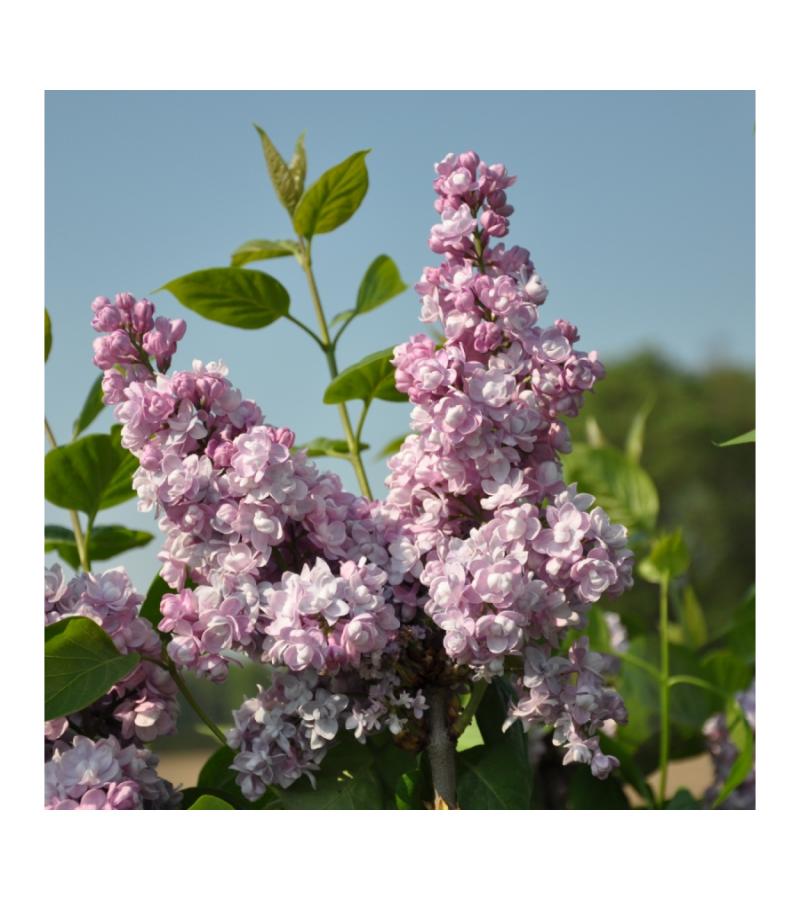 Sering (syringa vulgaris "Duc de Massa")