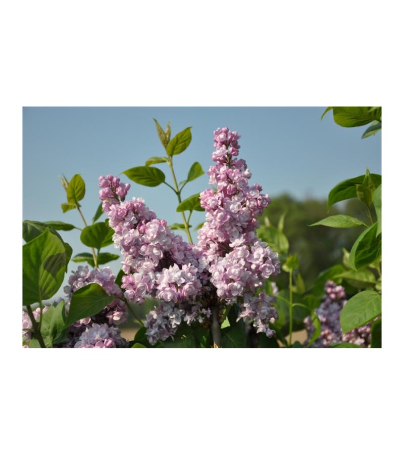 Sering (syringa vulgaris "Duc de Massa")