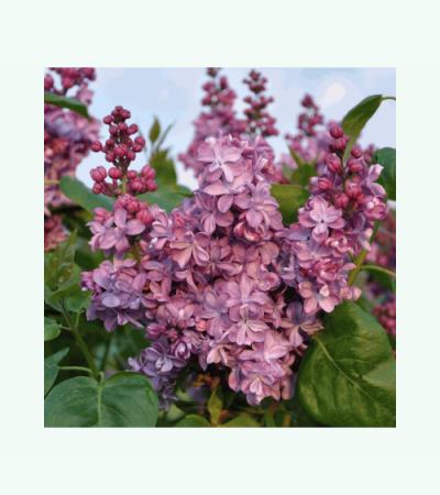 Sering (syringa vulgaris "Violetta") 