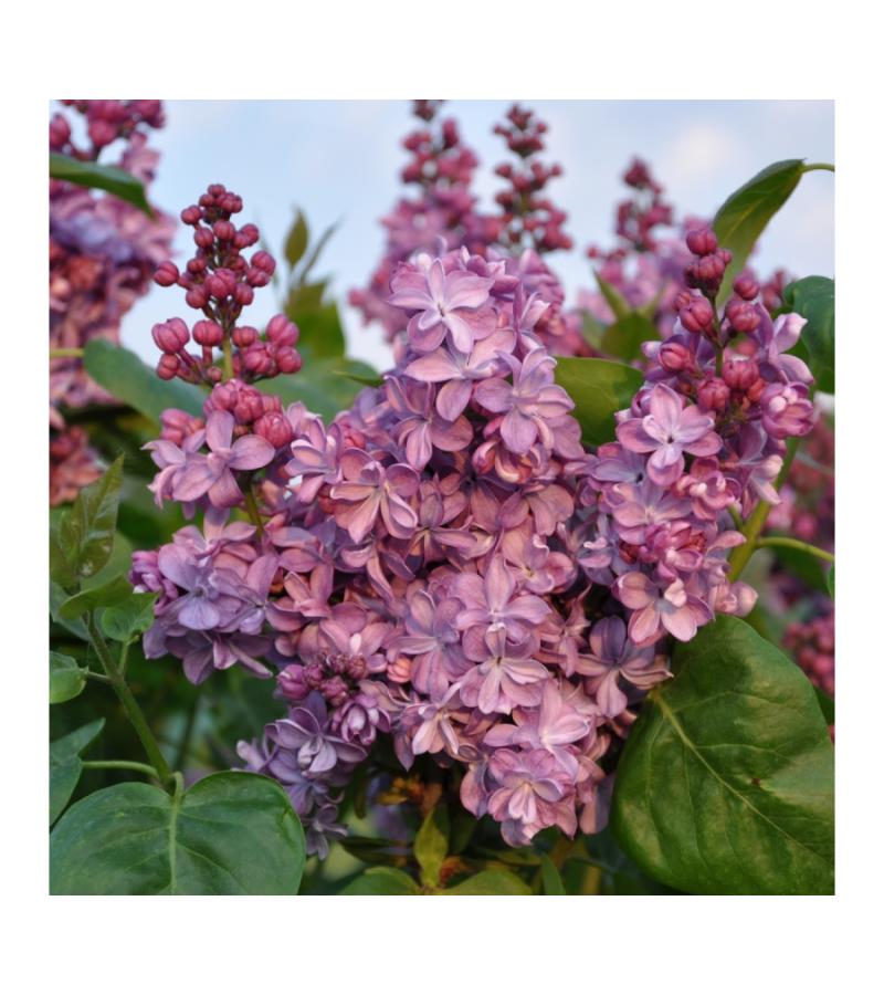 Sering (syringa vulgaris "Violetta") 