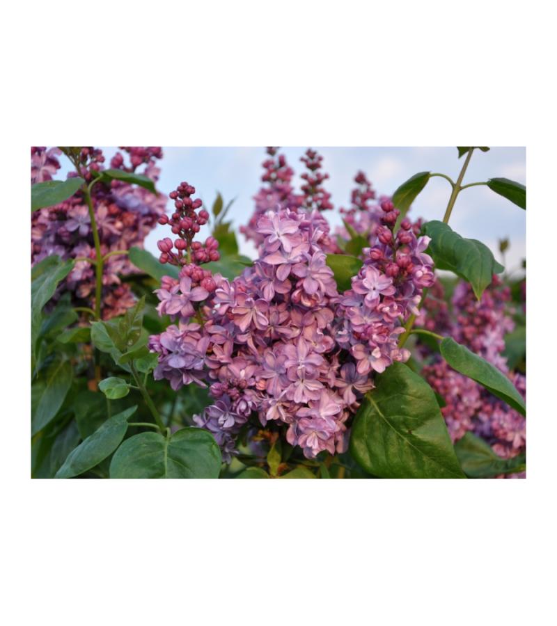 Sering (syringa vulgaris "Violetta") 