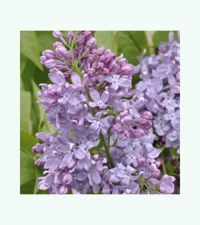 Sering op stam 85 cm (syringa vulgaris "Lavender Lady") 