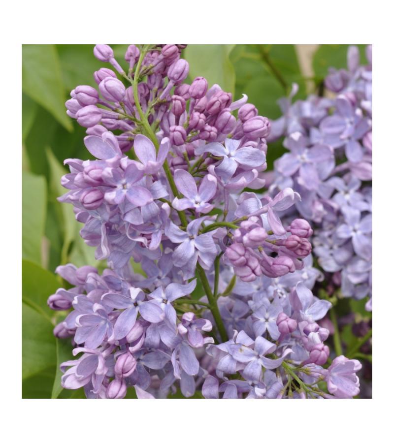 Sering op stam 85 cm (syringa vulgaris "Lavender Lady") 