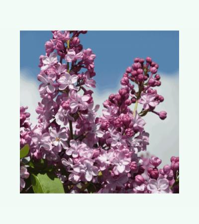 Sering op stam 85 cm (syringa vulgaris "Paul Deschanel") 