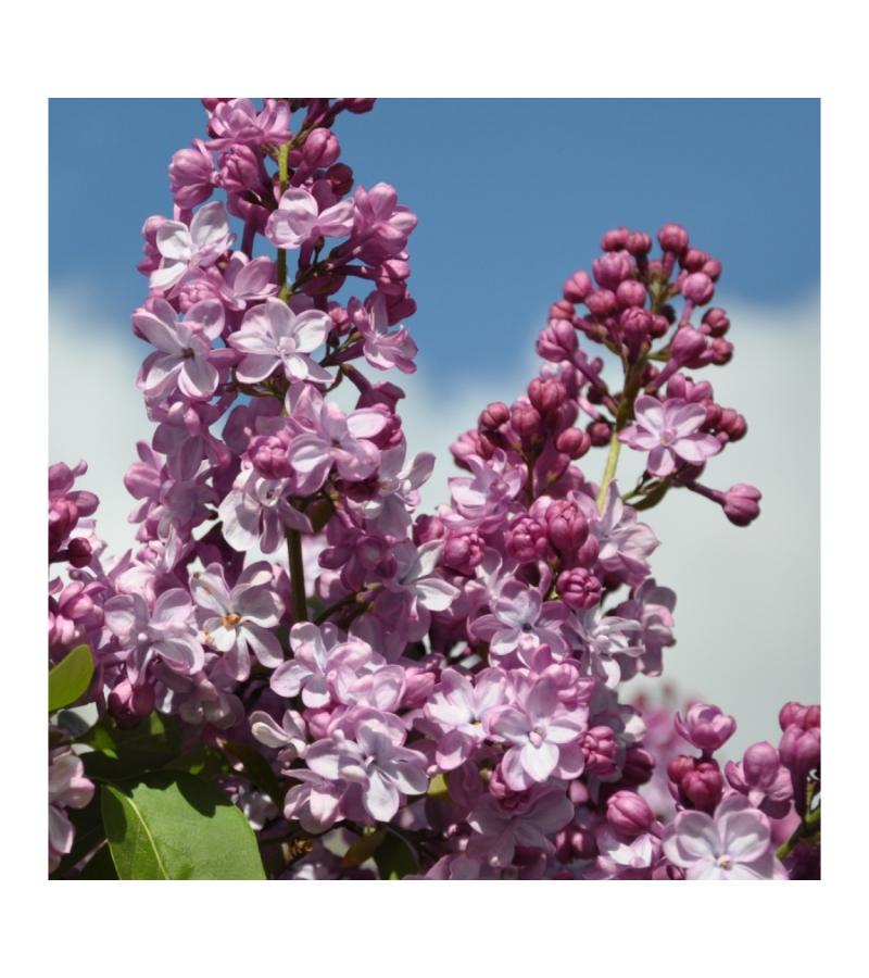 Sering op stam 85 cm (syringa vulgaris "Paul Deschanel") 