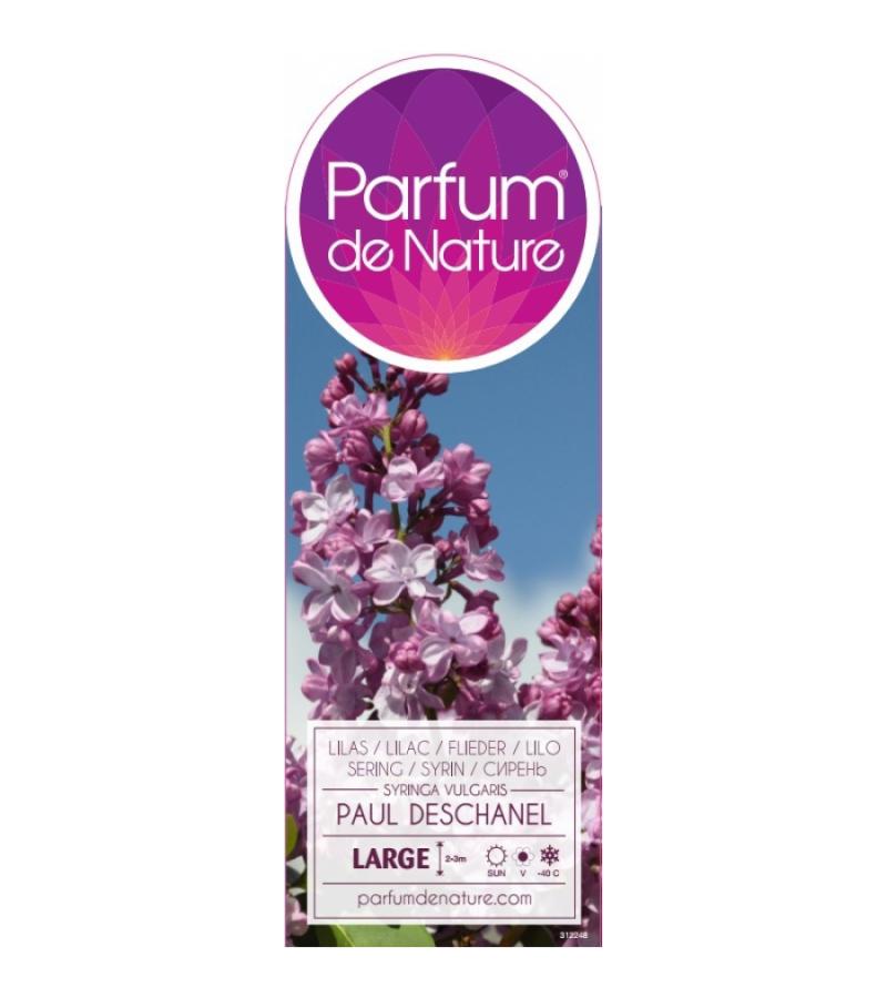 Sering op stam 85 cm (syringa vulgaris "Paul Deschanel") 