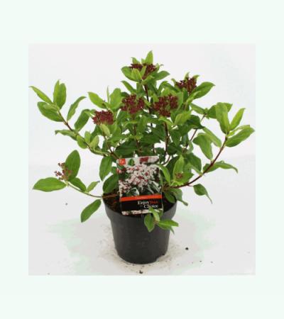 Sneeuwbal (Viburnum tinus “Gwenllian”) heester