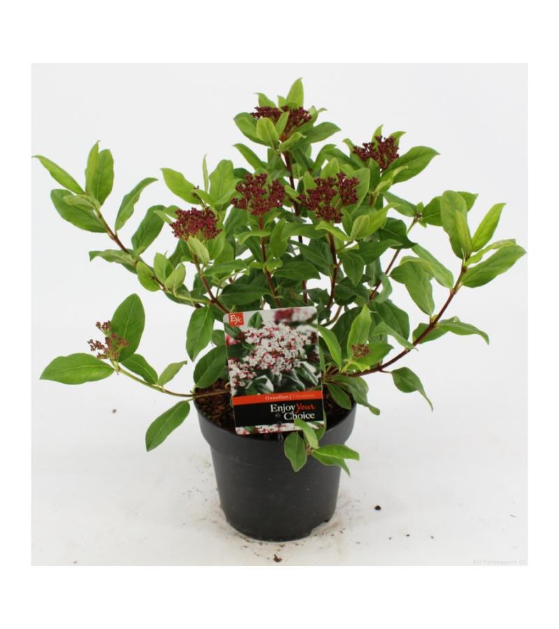 Sneeuwbal (Viburnum tinus “Gwenllian”) heester