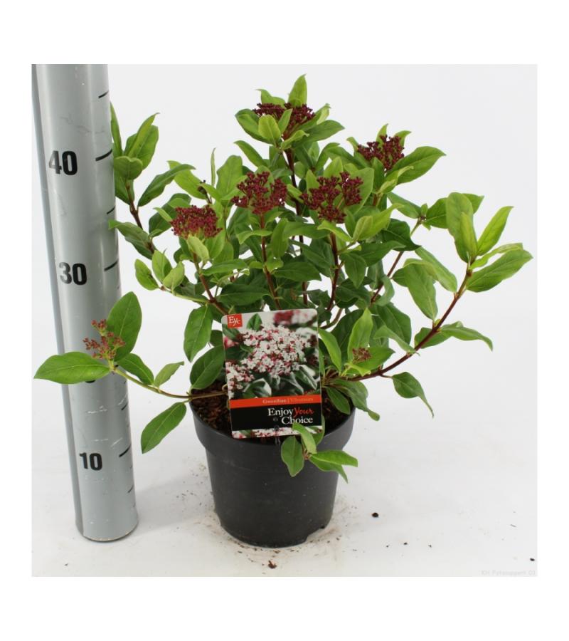 Sneeuwbal (Viburnum tinus “Gwenllian”) heester