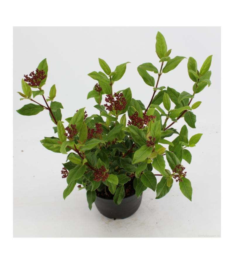 Sneeuwbal (Viburnum tinus “Gwenllian”) heester