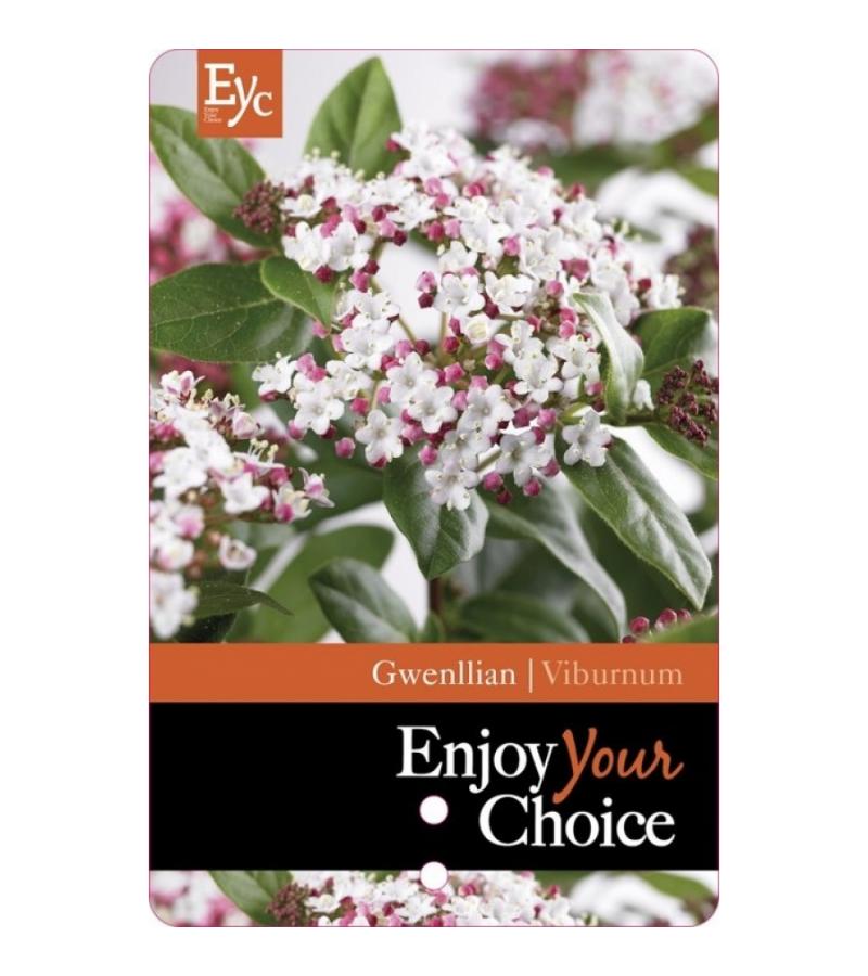 Sneeuwbal (Viburnum tinus “Gwenllian”) heester