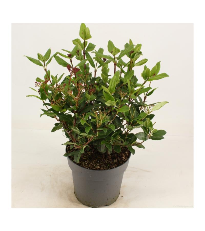 Sneeuwbal (Viburnum tinus “Gwenllian”) heester