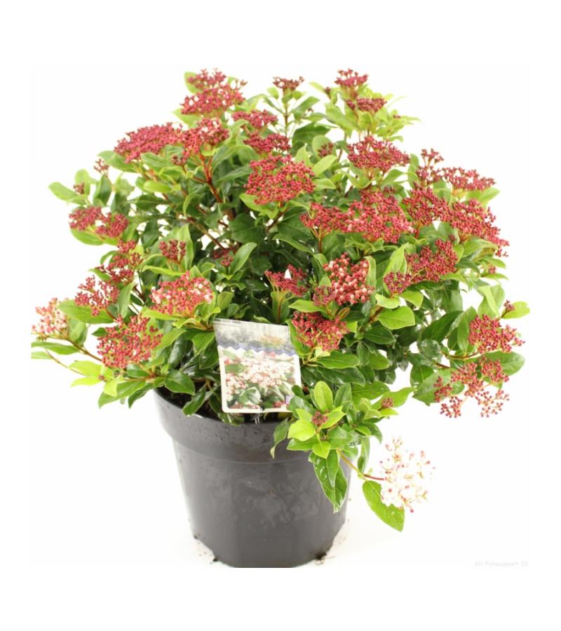 Sneeuwbal (Viburnum tinus “Gwenllian”) heester