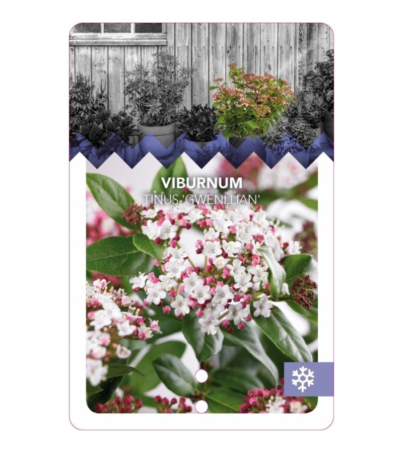 Sneeuwbal (Viburnum tinus “Gwenllian”) heester