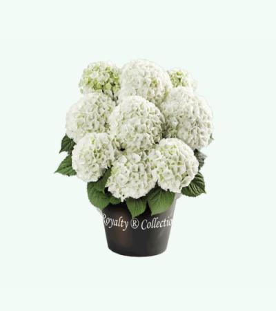 Hydrangea macrophylla "White"® boerenhortensia