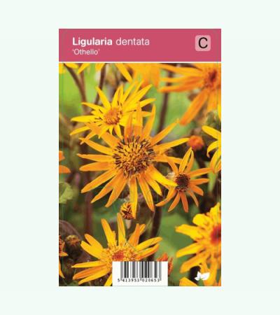 Kruiskruid (ligularia dentata "Othello") najaarsbloeier