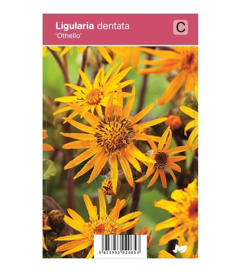 Kruiskruid (ligularia dentata "Othello") najaarsbloeier