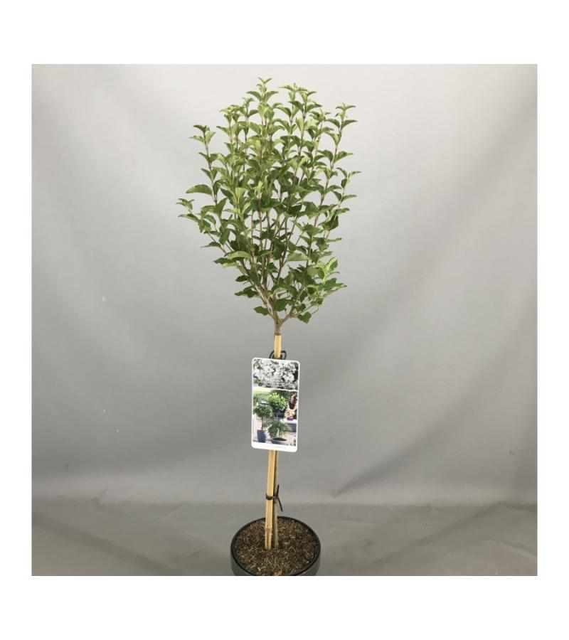 Sering op stam Flowerfesta White