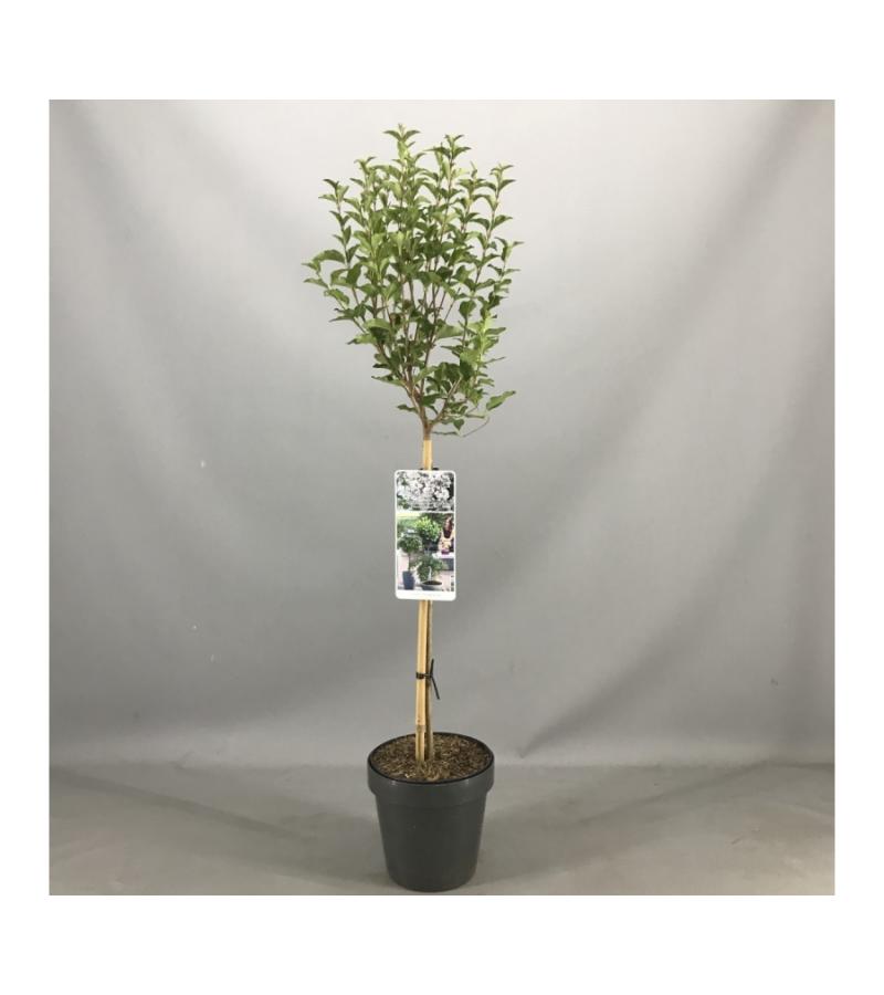 Sering op stam Flowerfesta White