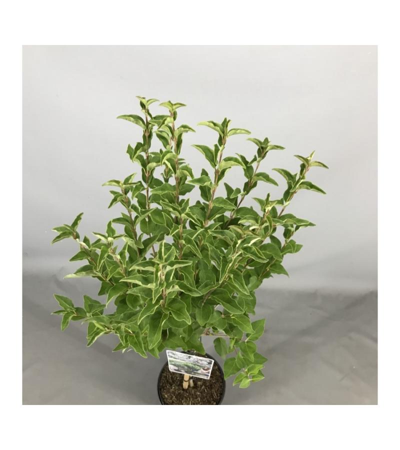 Sering op stam Flowerfesta White