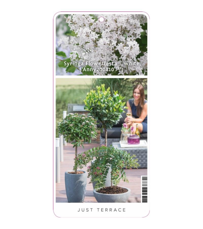 Sering op stam Flowerfesta White