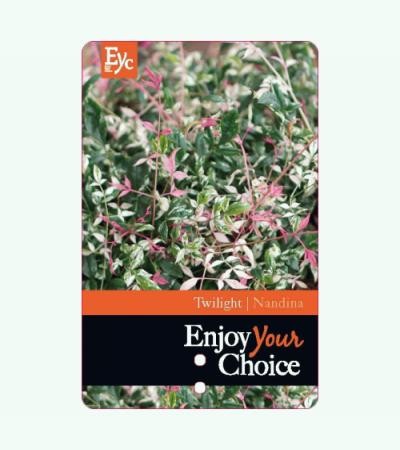 Hemelse bamboe (Nandina domestica “Twilight” PBR) heester
