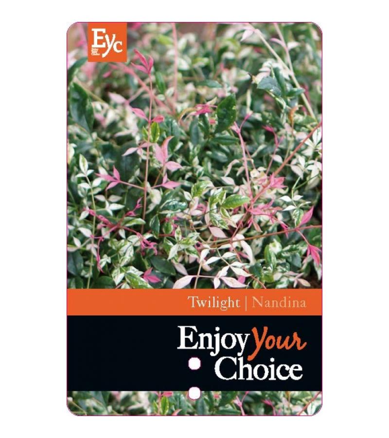 Hemelse bamboe (Nandina domestica “Twilight” PBR) heester