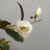 Magnolia struik Dianica Summer Snowflake
