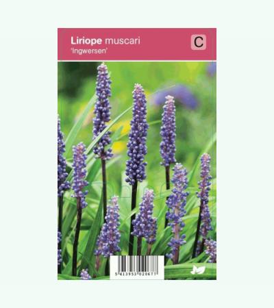Leliegras (liriope muscari "Ingwersen") najaarsbloeier