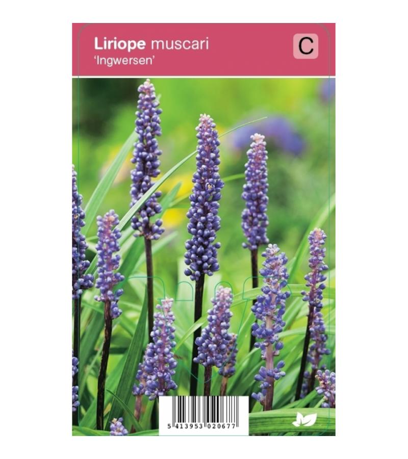 Leliegras (liriope muscari "Ingwersen") najaarsbloeier