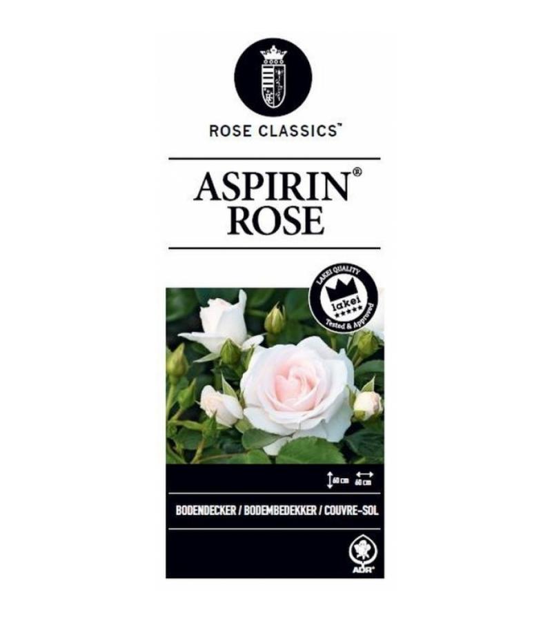 Trosroos op stam (rosa "Aspirin Rose"®)