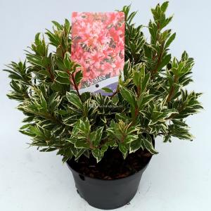 Rododendron (Rhododendron Japonica "Silver Sword") heester - 30-35 cm - 1 stuks