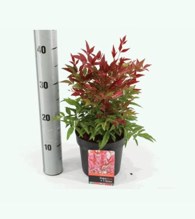 Hemelse bamboe (Nandina domestica “Obsessed”®) heester