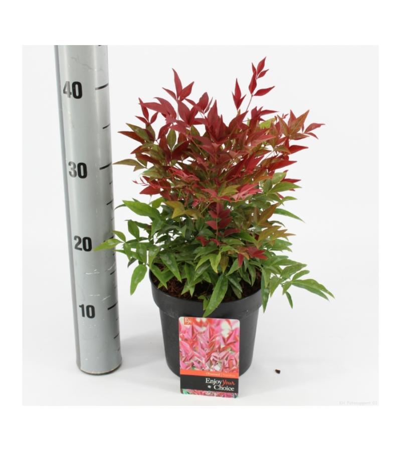 Hemelse bamboe (Nandina domestica “Obsessed”®) heester