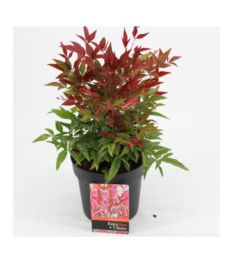 Hemelse bamboe (Nandina domestica “Obsessed”®) heester